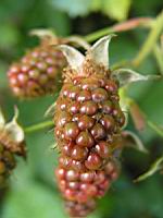 Framboises (Pas de Calais) (03) (Photo F. Mrugala)